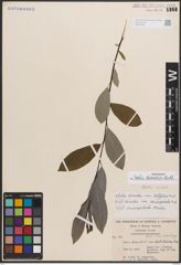 Foto von Salix discolor Muhl.